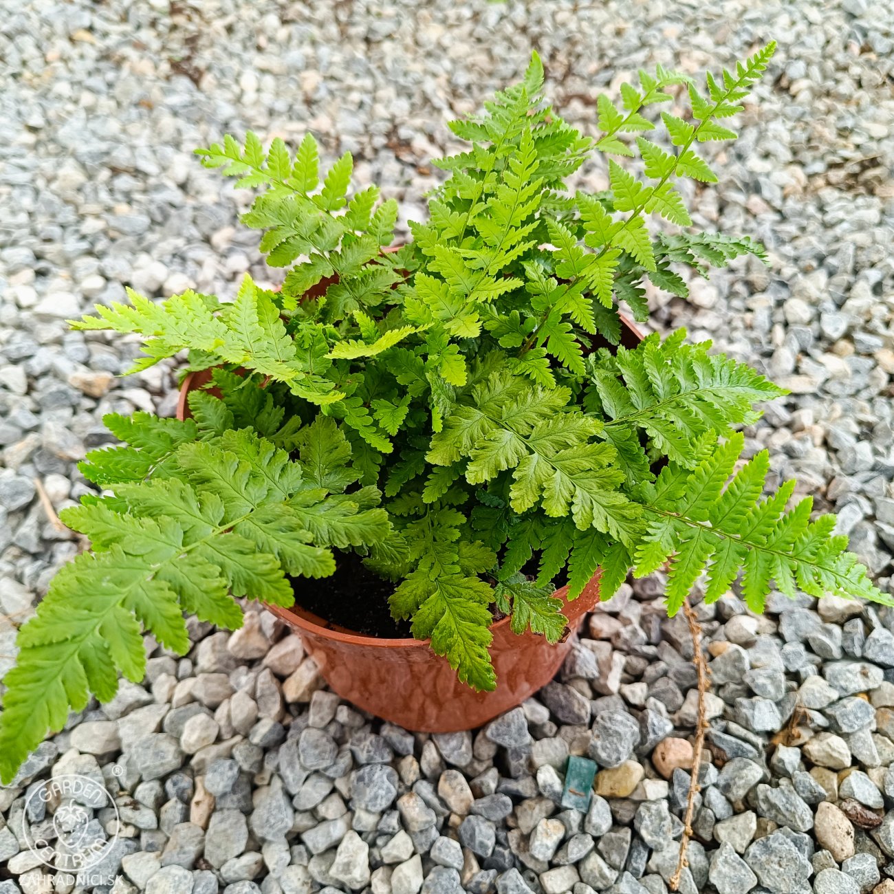 Obrázok Stálozelená papraď samčia (Dryopteris Filix mas) - výška 15-25 cm ⌀ 25 cm, kont. C2L